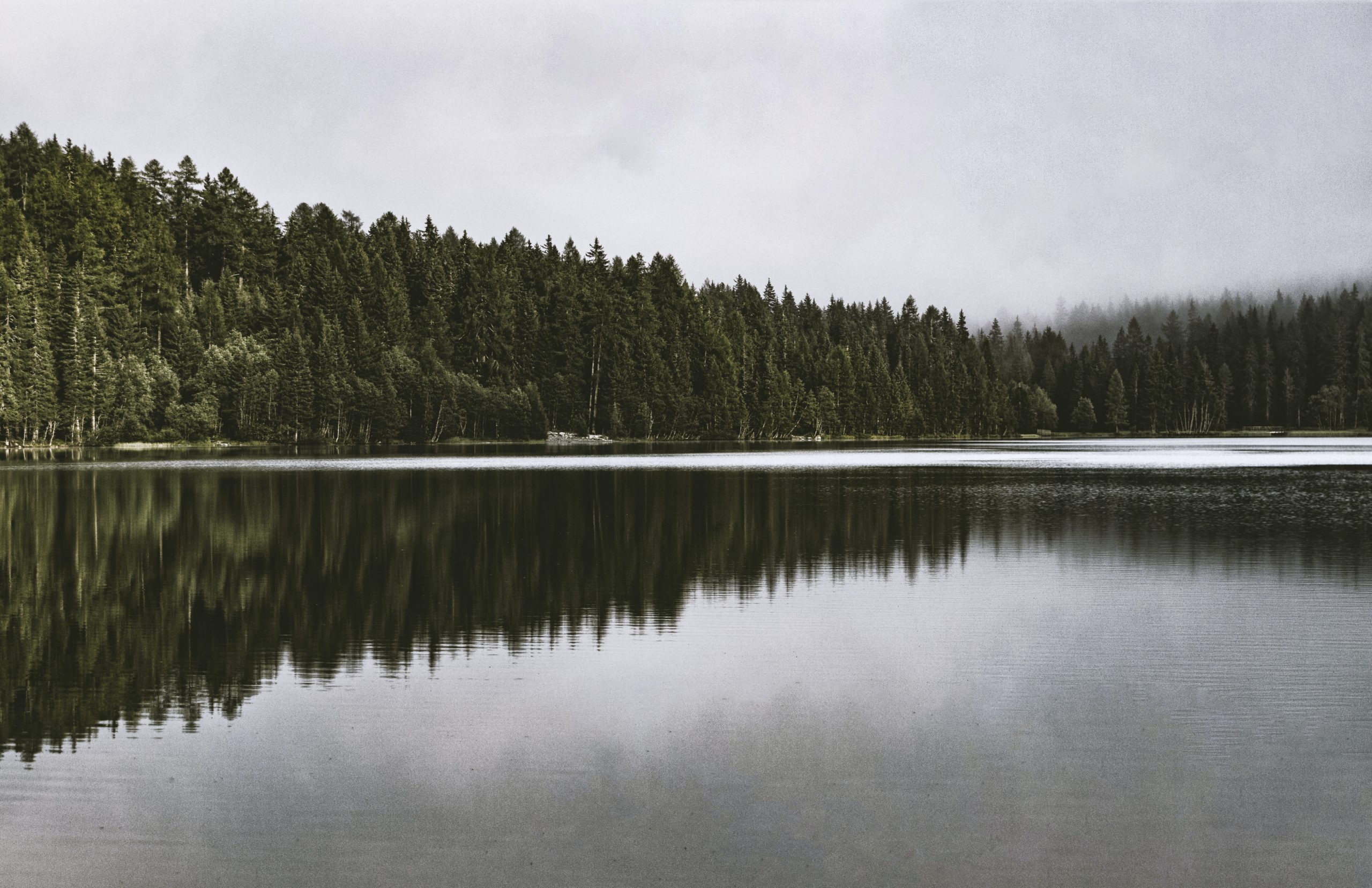forest and lake 📷 eberhard grossgasteiger