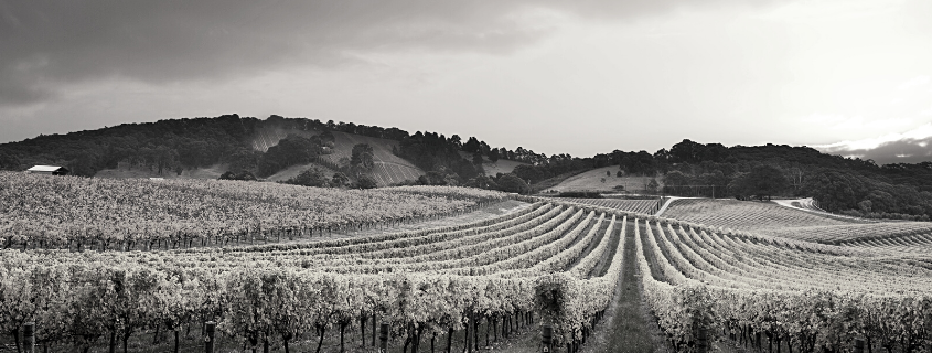 vineyard scene