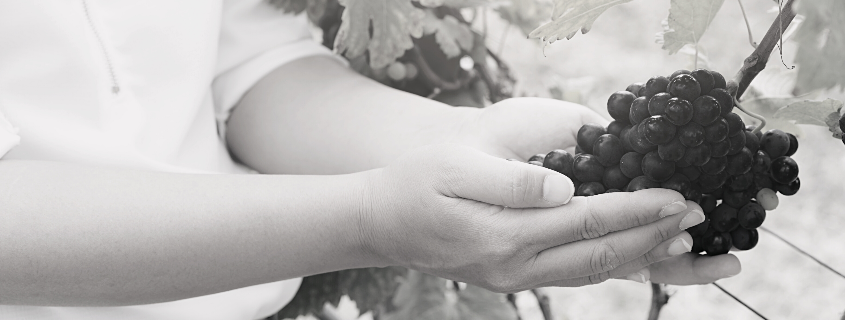 hands holding a grape cluster