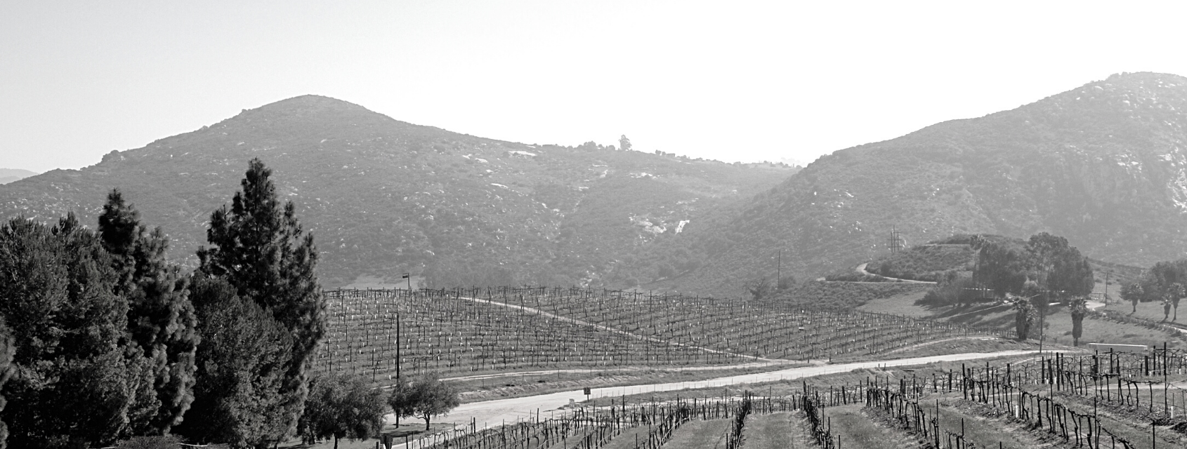 landscape with vineyard